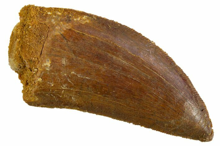 Serrated, Carcharodontosaurus Tooth - Real Dinosaur Tooth #308355